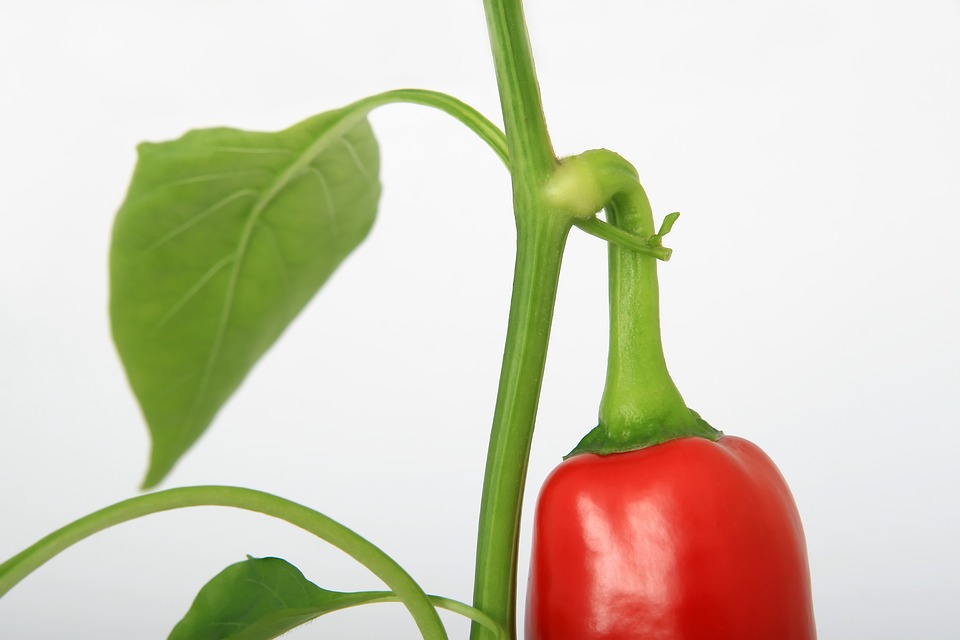 Paprika